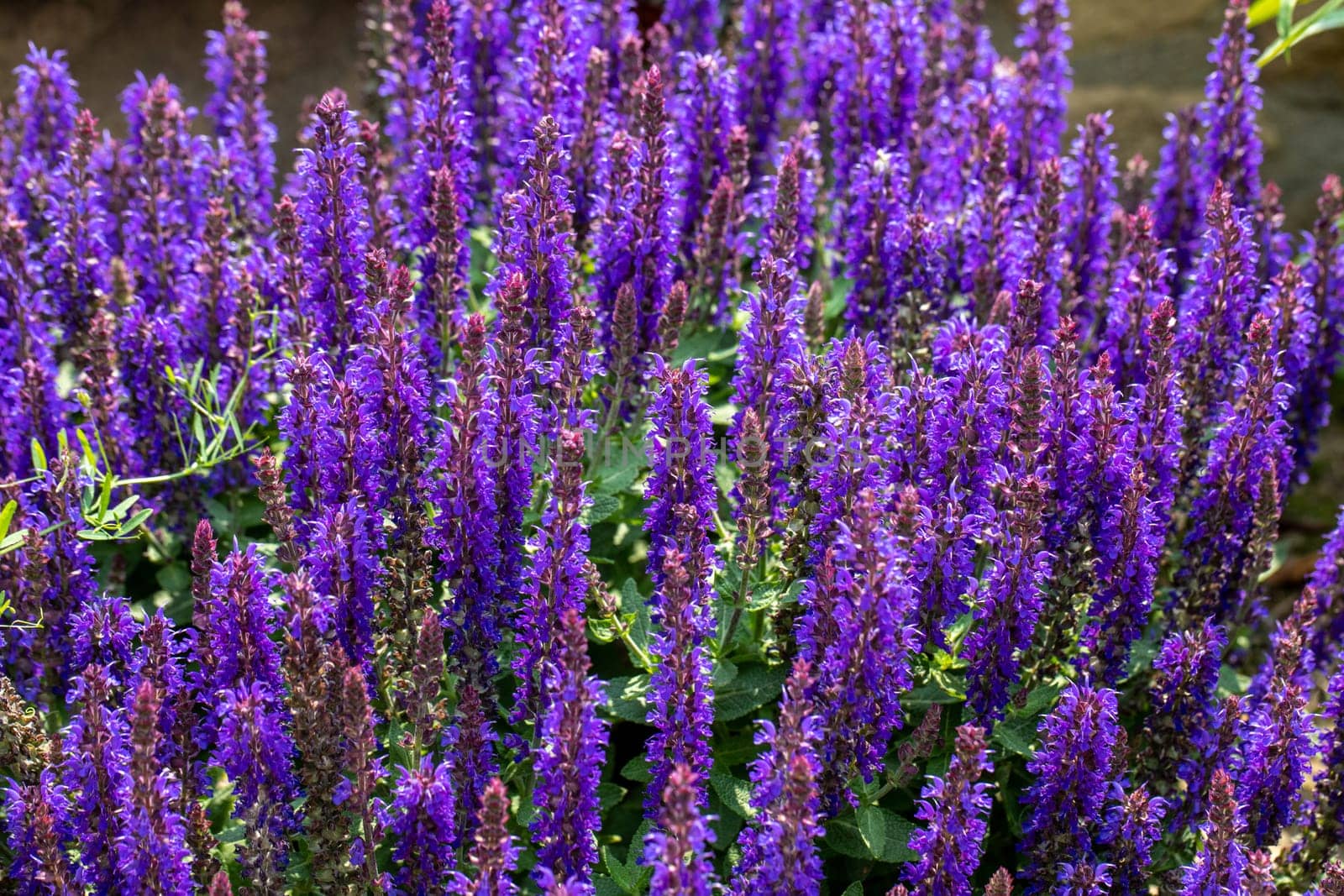 Salvia Nemorosa plant with purple flowers in a garden. Salvia Nemorosa in bloom.