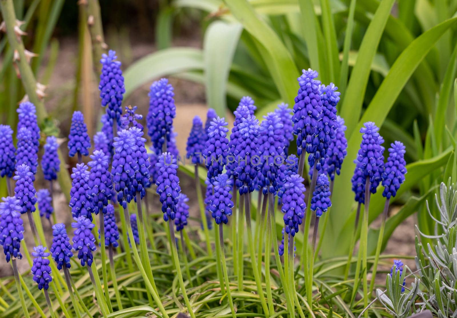 Grape Hyacinth Muscari Armeniacum Flowering In Early Spring.