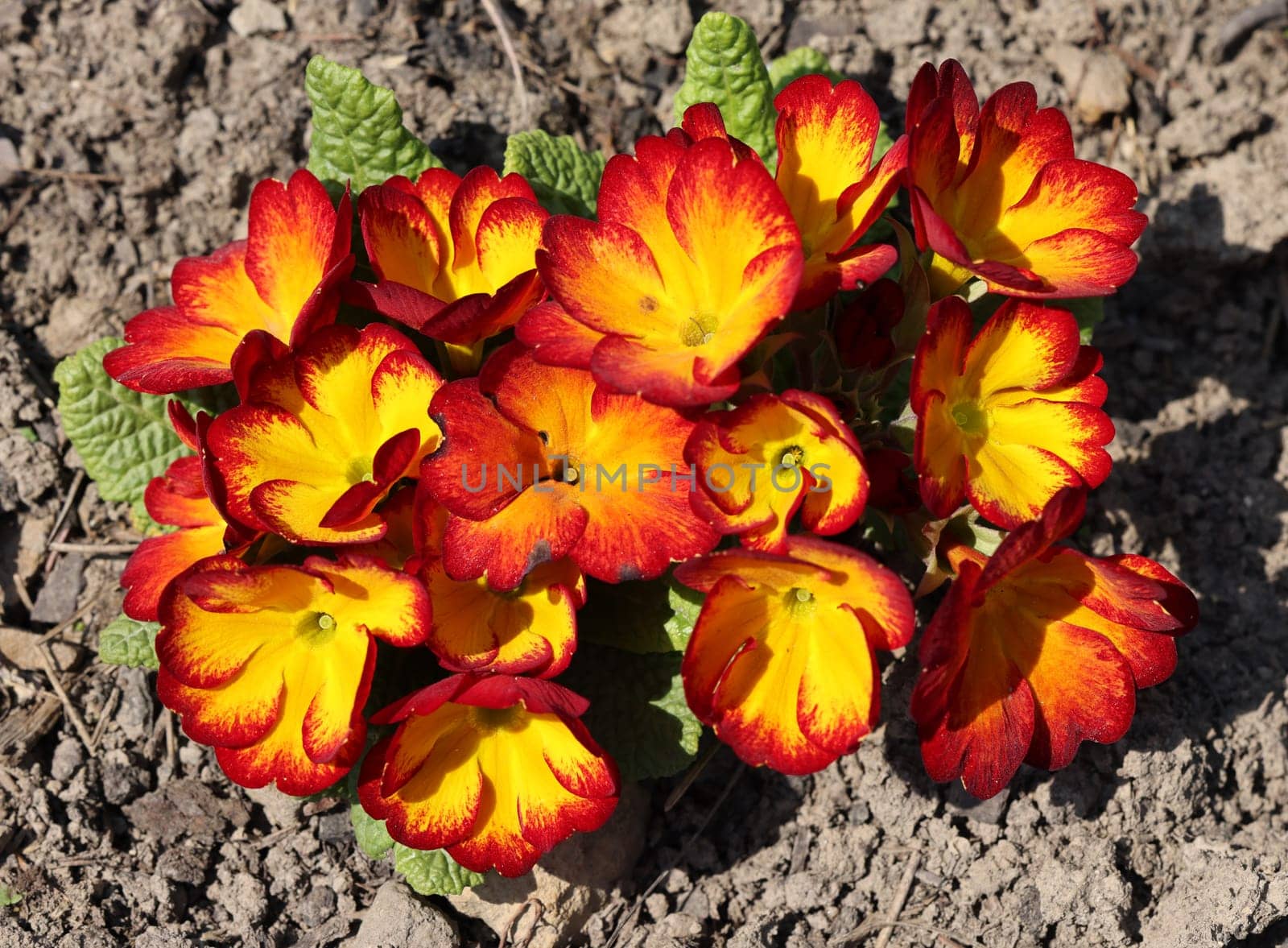 Orange and yellow English Primrose - Latin name - Primula Polyanthus hybrids
