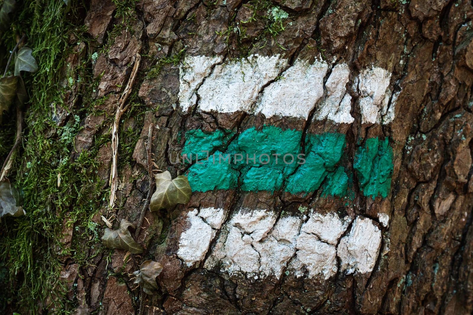 Tourist sign on tree bark. Marking of tourist routes