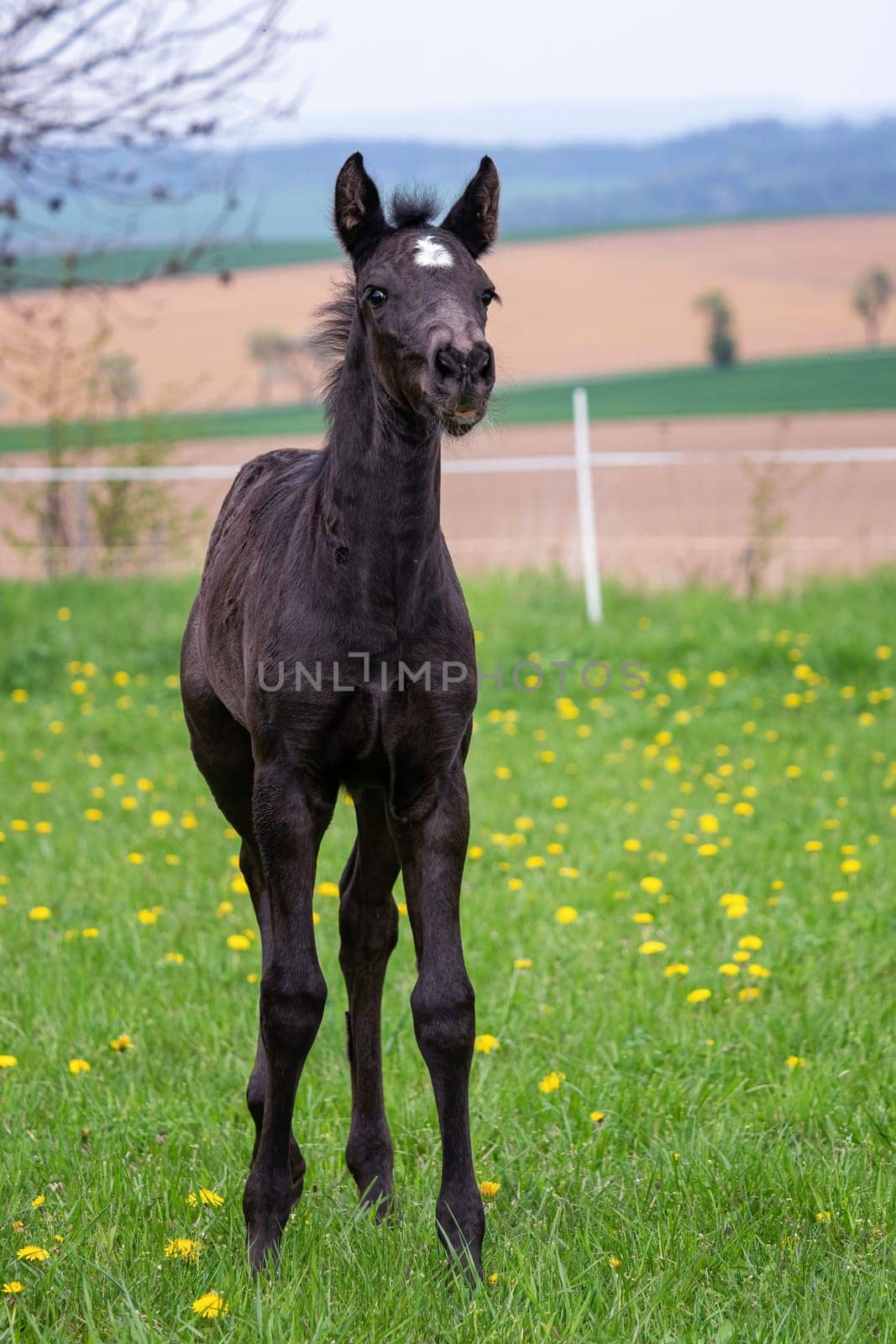 Black foal on spring blooming meadow