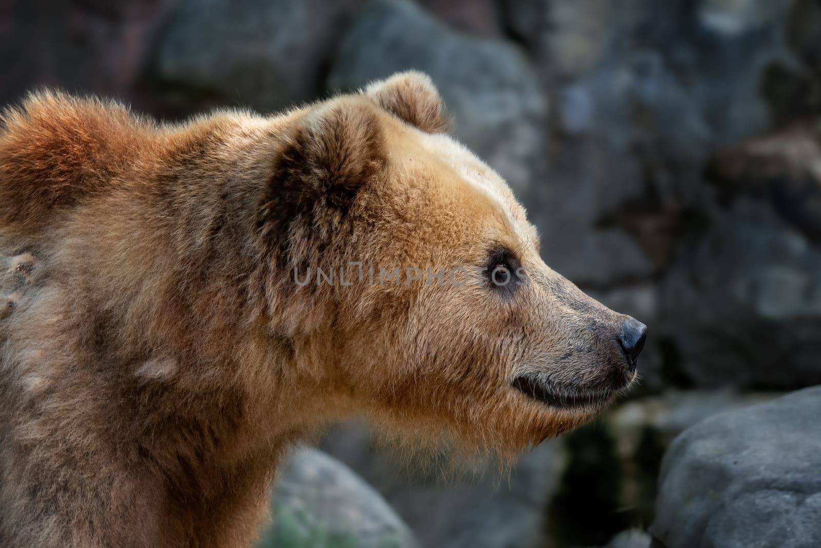 Side view of the head of a Kamchatka bear (Ursus arctos beringianus)