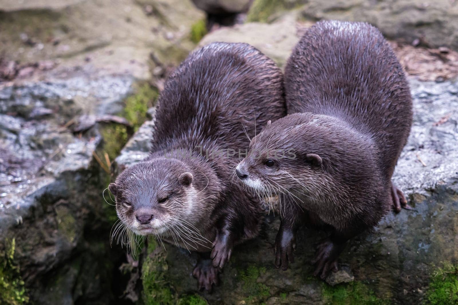 Two asian small clawed otters, Aonyx cinereus
