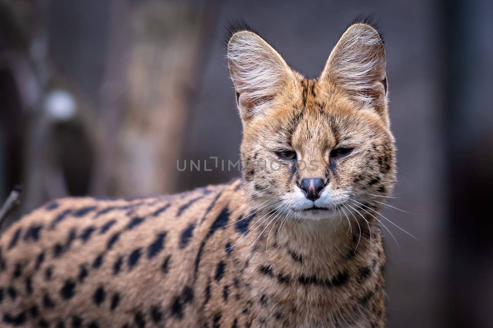 Portrait of a serval, Leptailurus serval