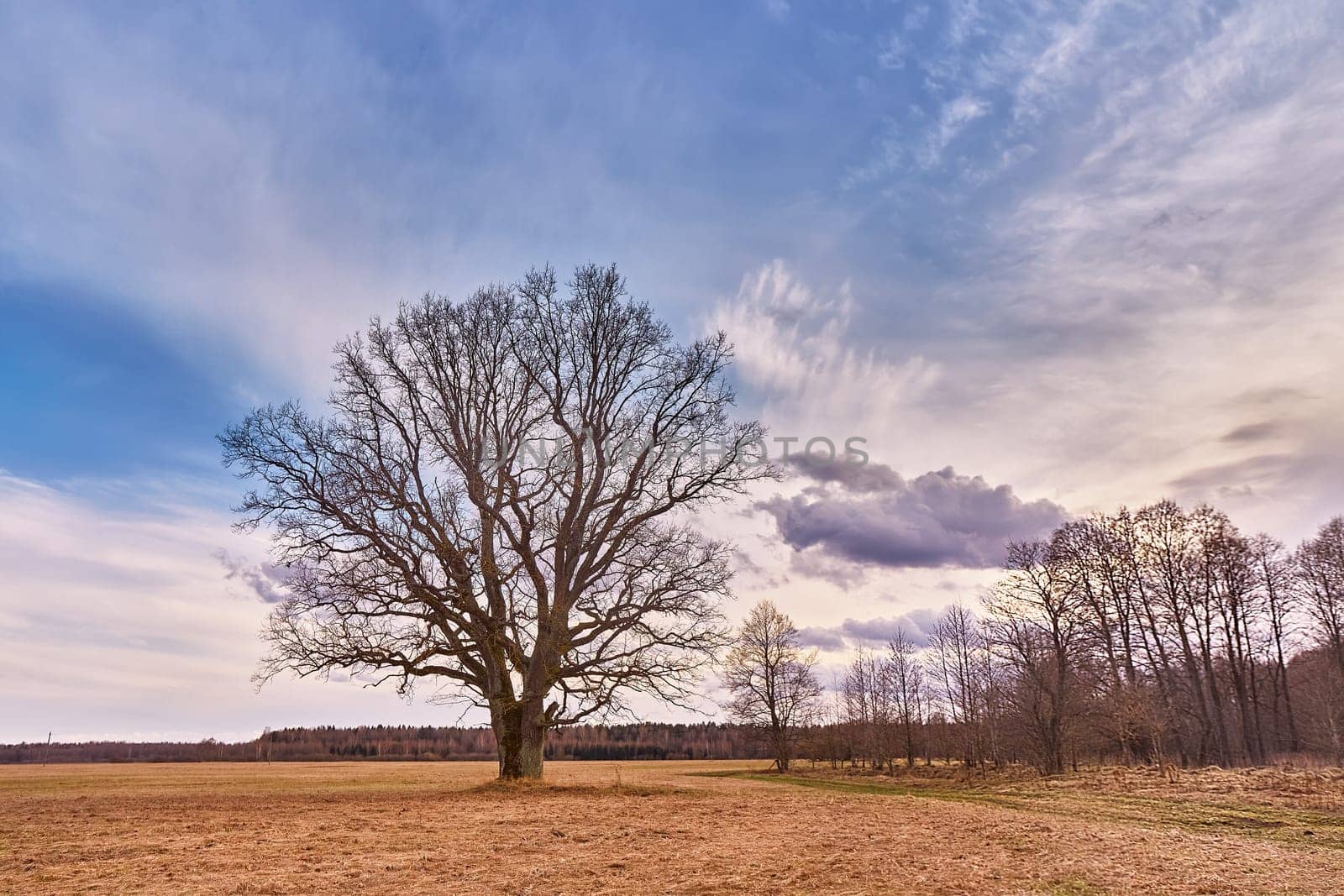 Big old oak without leaves standing alone on meadow. Early spring field landscape. Cloudy sunset Europe rural scene. Rainy storm weather. Overcast windy sky.