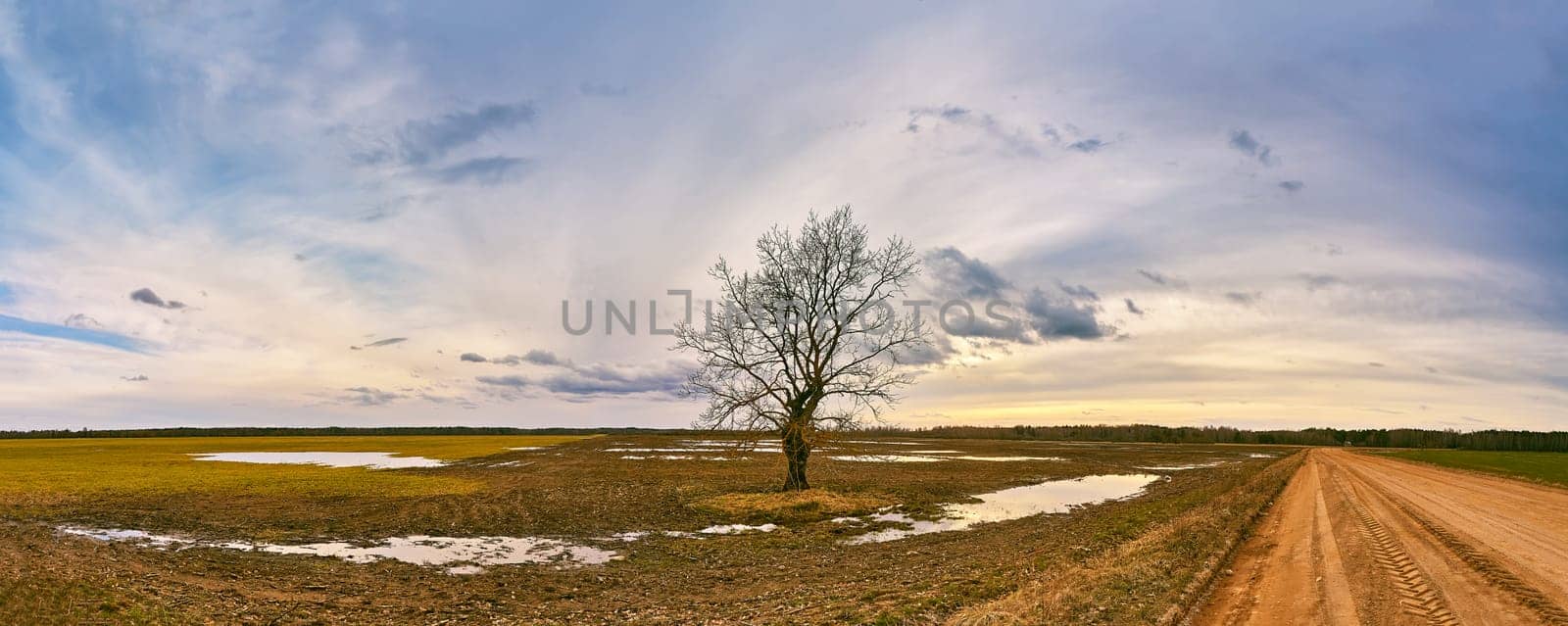 Big old tree without leaves standing alone panorama. Early spring agriculture field landscape. Snow melting to puddles. Cloudy sunset rural scene. Dirt country road. Rainy storm weather. Overcast windy sky.
