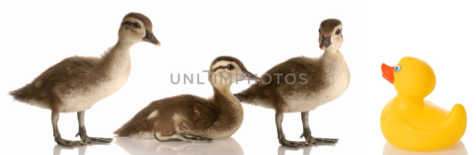 blended family - three baby mallard ducks and a rubber duck