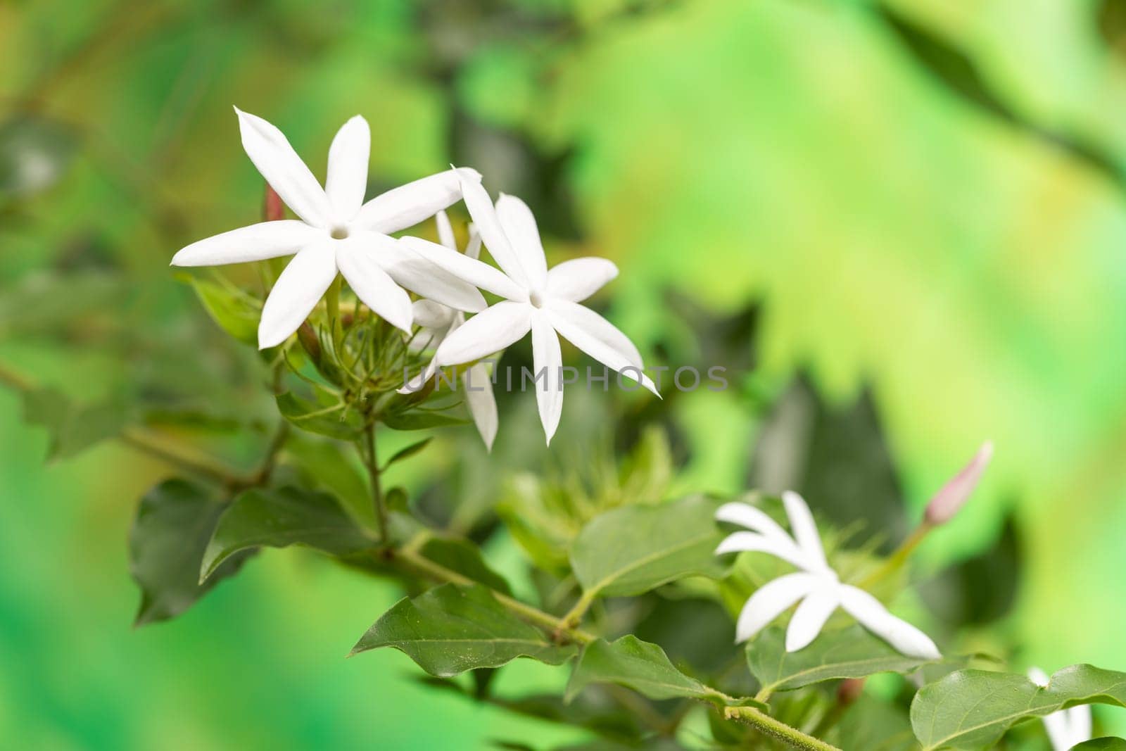 Jasmine flowers in the garden
