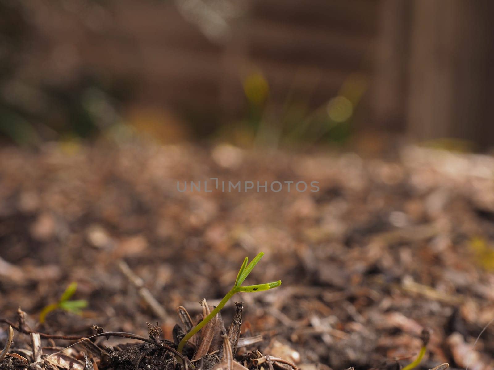 A Korean fir germinates, macro shot on the forest floor, New life begins, the virgin forest of tomorrow emerges, growth and environment concept