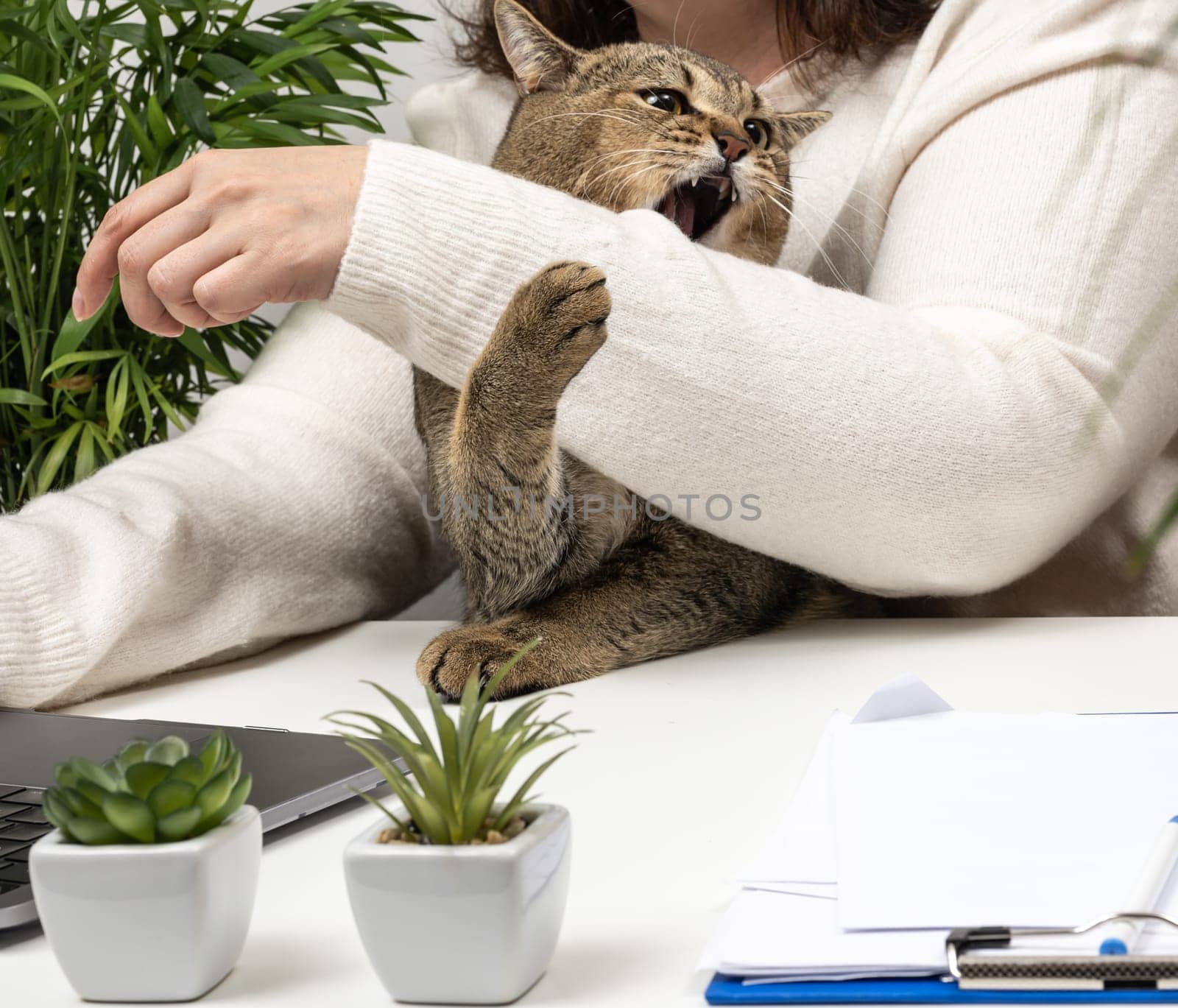 Funny adult gray cat prevents the freelancer from working at the laptop. The animal bites the hand. Lack of attention to pets