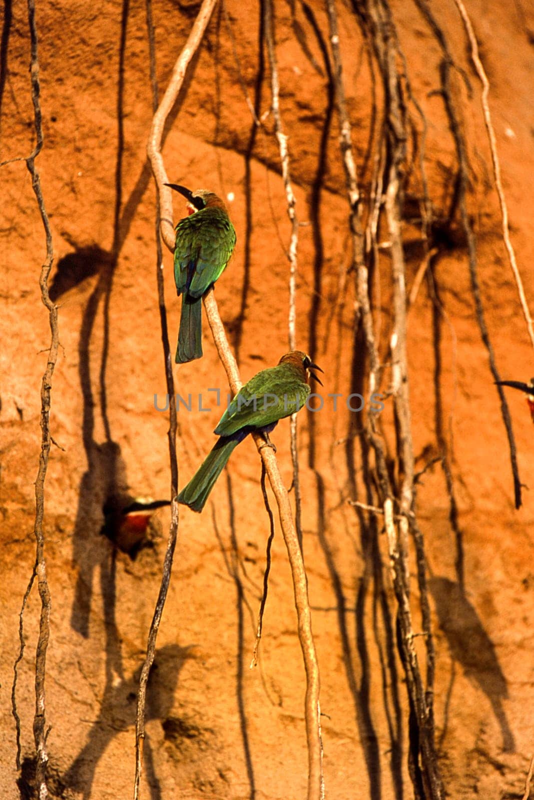 Whitefronted Bee-eater (Merops bullockoides), Selous Game Reserve, Morogoro, Tanzania, Africa