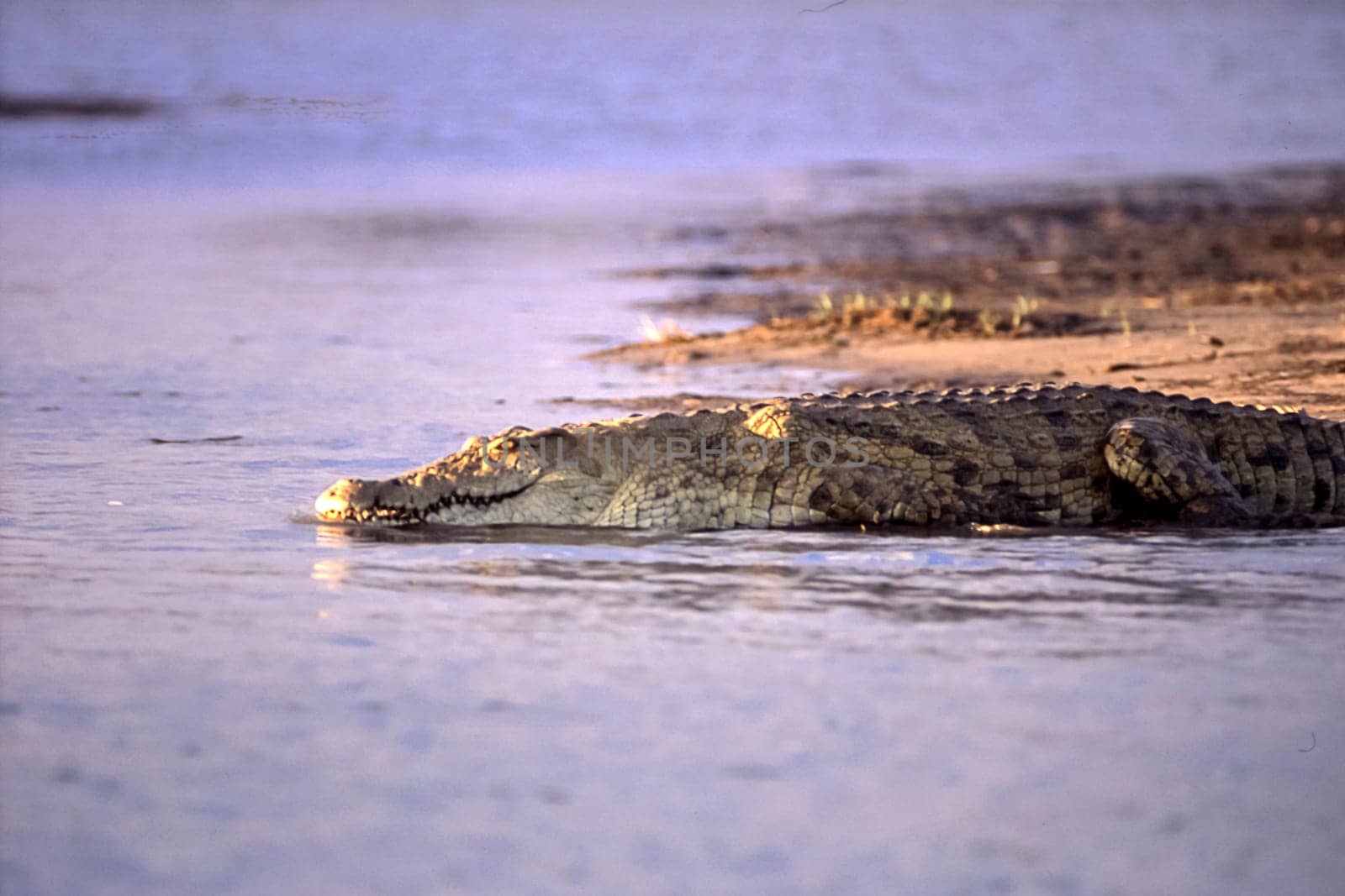 Nile Crocodile (Crocodylus niloticus), Selous Game Reserve, Morogoro, Tanzania, Africa