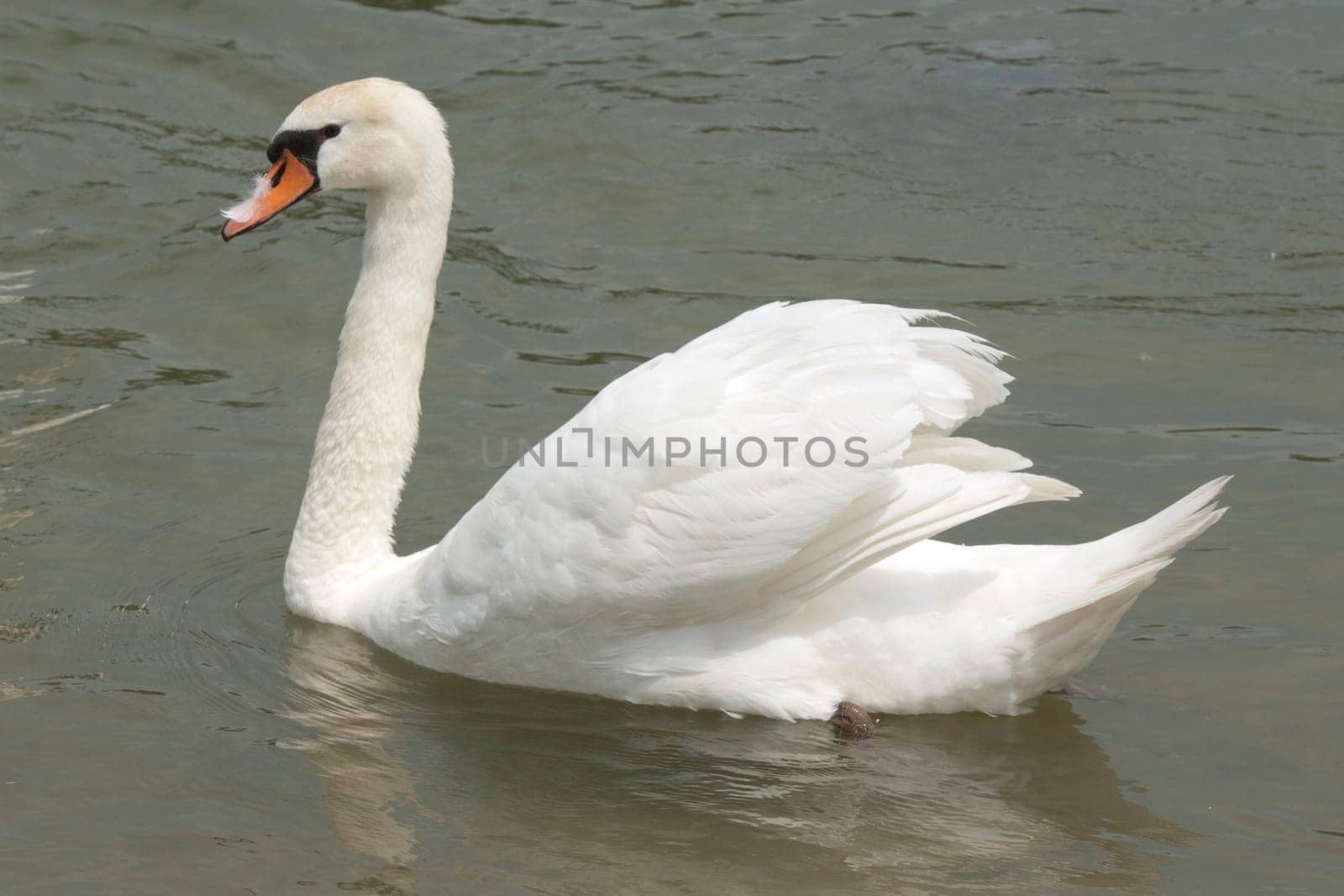 Schwaene,Cygnus