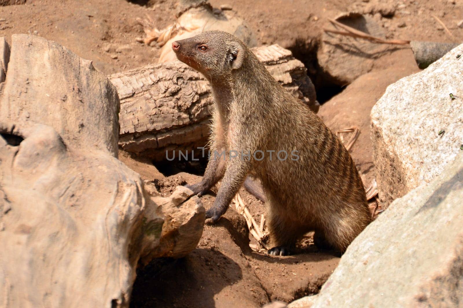 dwarf mongoose