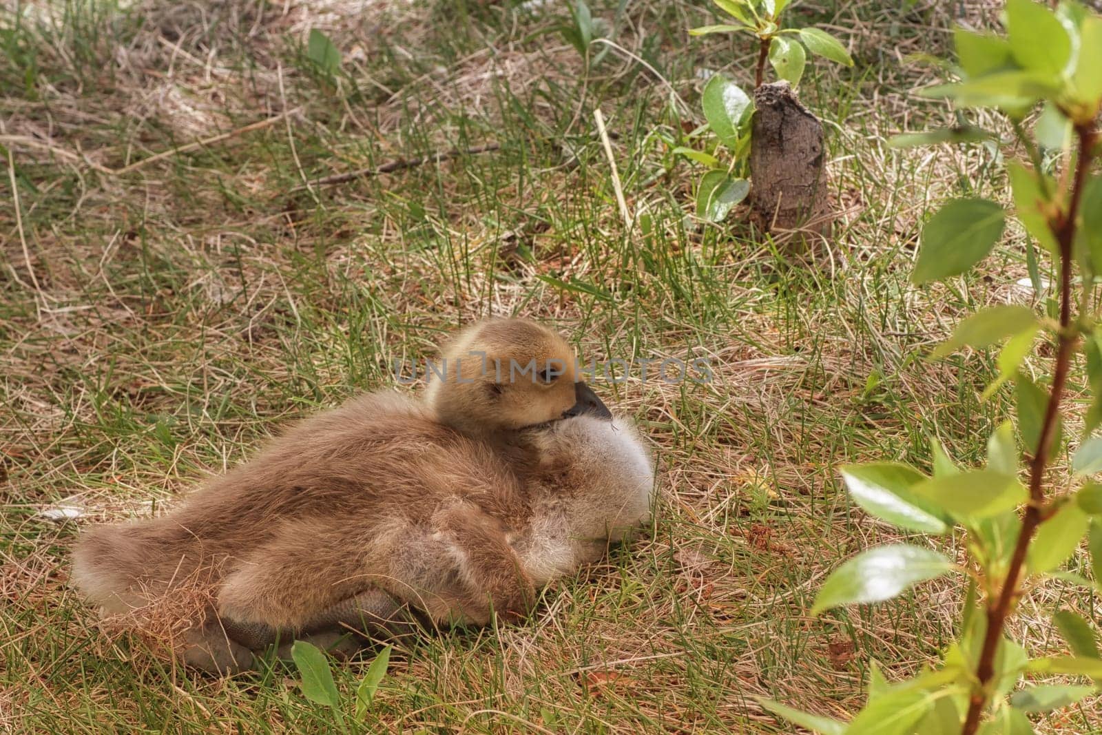 Close-up of a gosling resting in Prince's Island Park