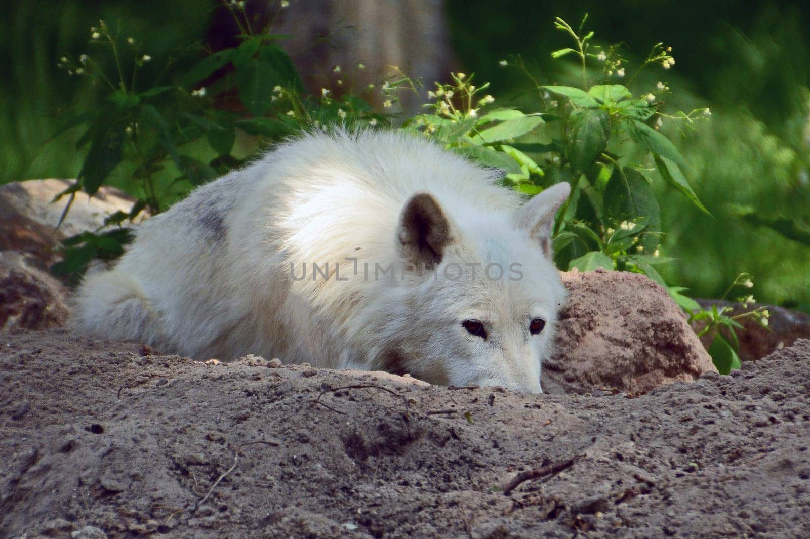Polarwolf