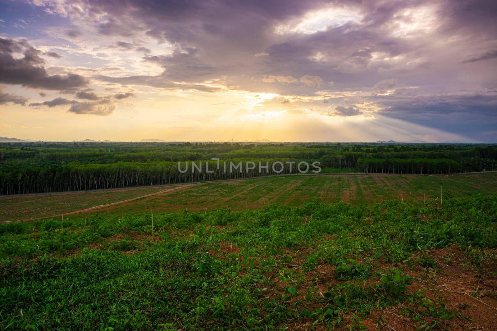 Rubber plantation farming area in the south of Thailand, Latex rubber, Para rubber tree garden