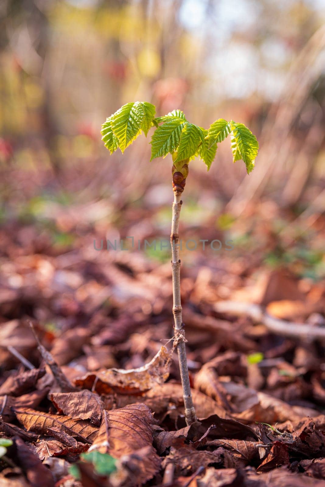 closeup of a very young horse chestnut tree