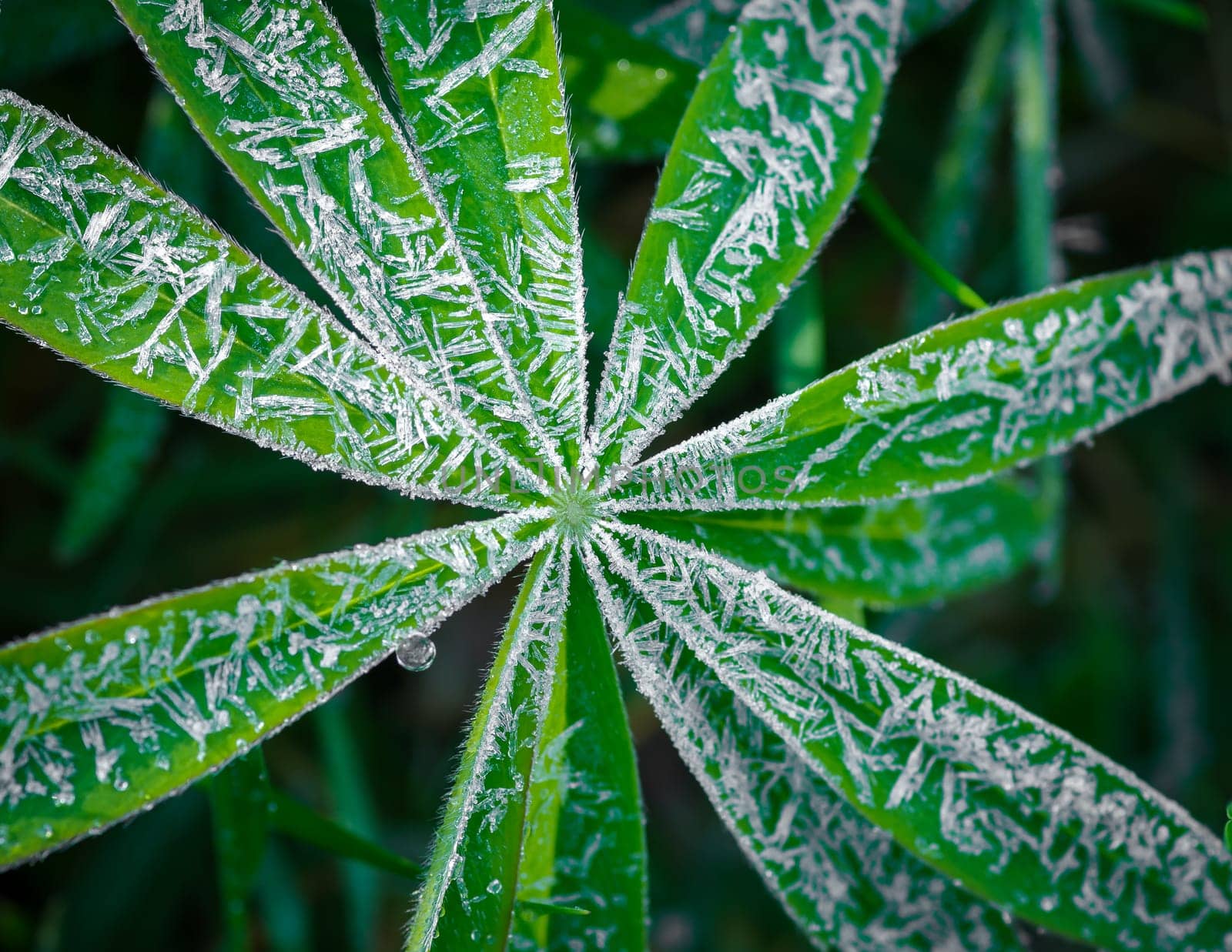 frost on a young lupine flower leaf
