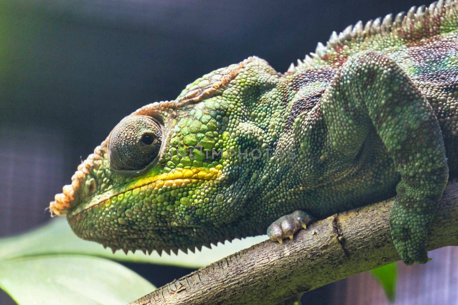 Portrait of a Panther Chameleon, Furcifer Pardalis. Close-up of a male adulti, Chester zoo.