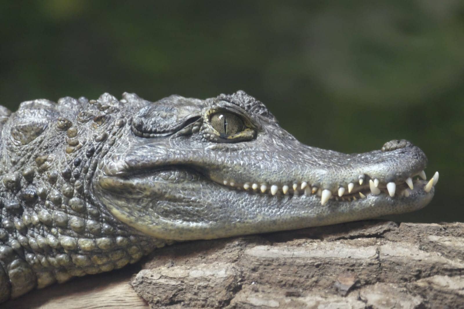 Head of a Spectacled Caiman in close-up. Chester zoo.