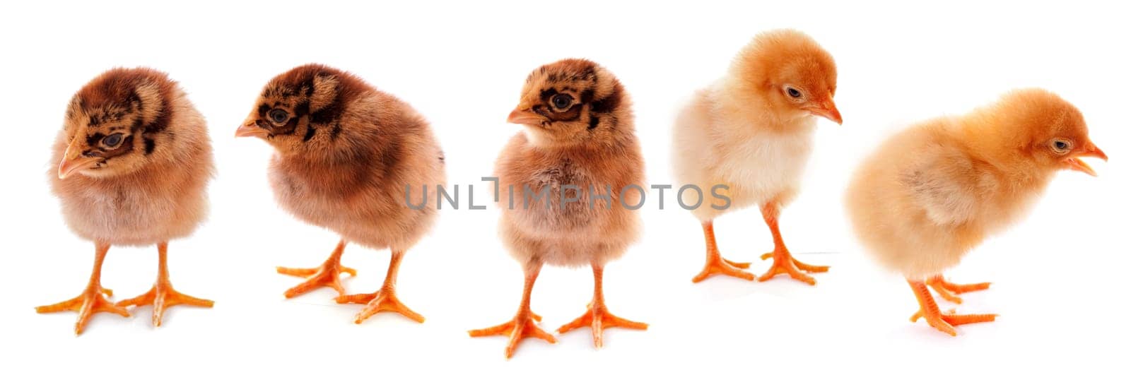 A few baby chicks over a white background