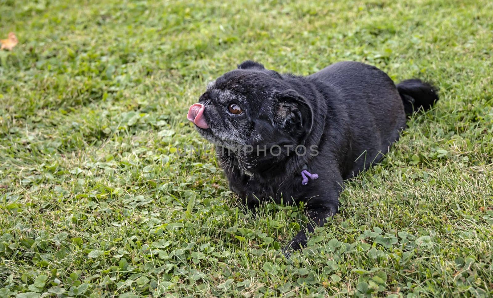 Black senior pug with red tongue posing on green meadows.