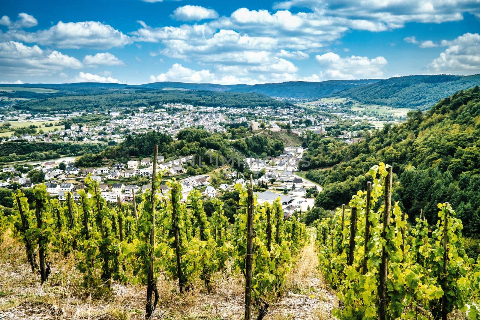 View of the Moselle valley near Traben-Trarbach with vines in the foreground on a summer's day