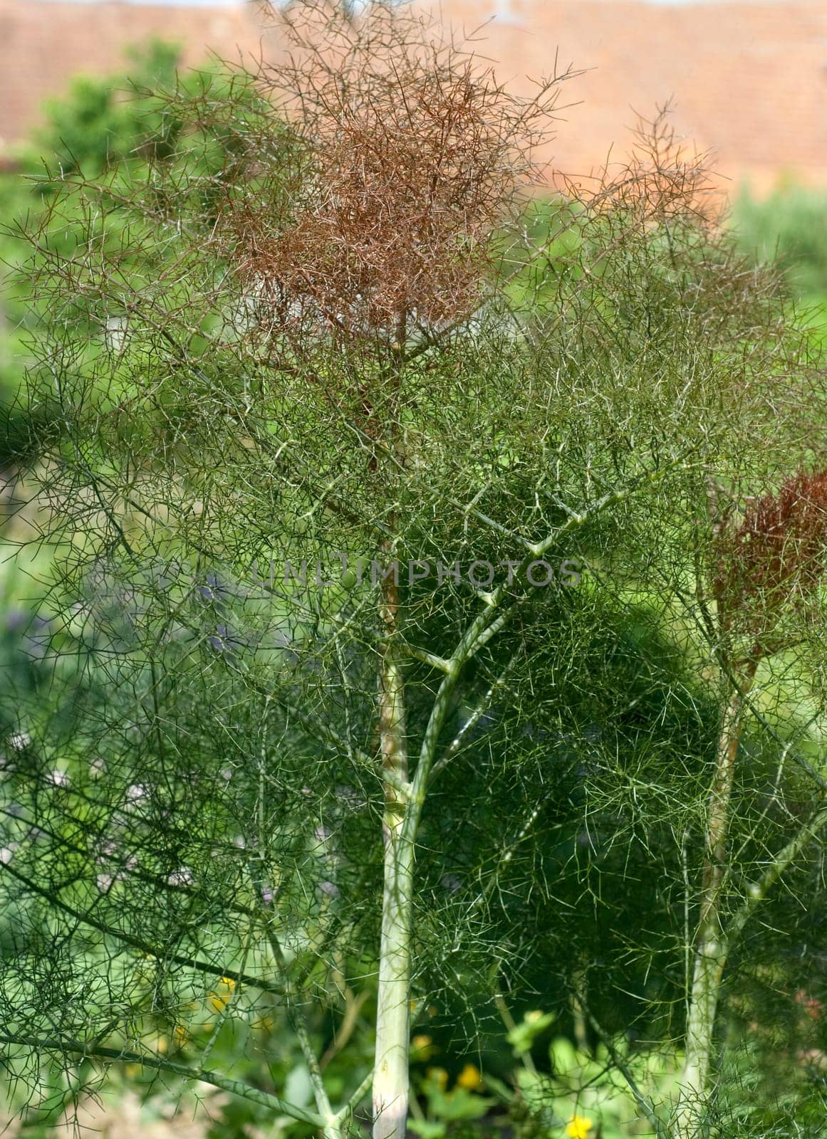 bronze-fenchel, foeniculum, vulgare, purpureum