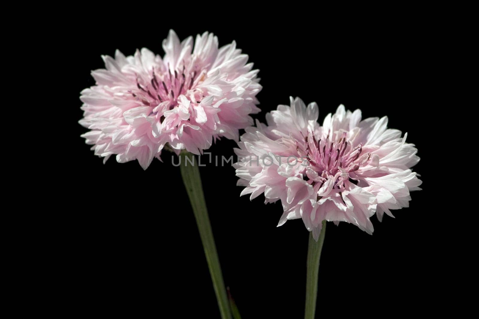Kornblume  Centaurea  cyanus  Ackerpflanzen