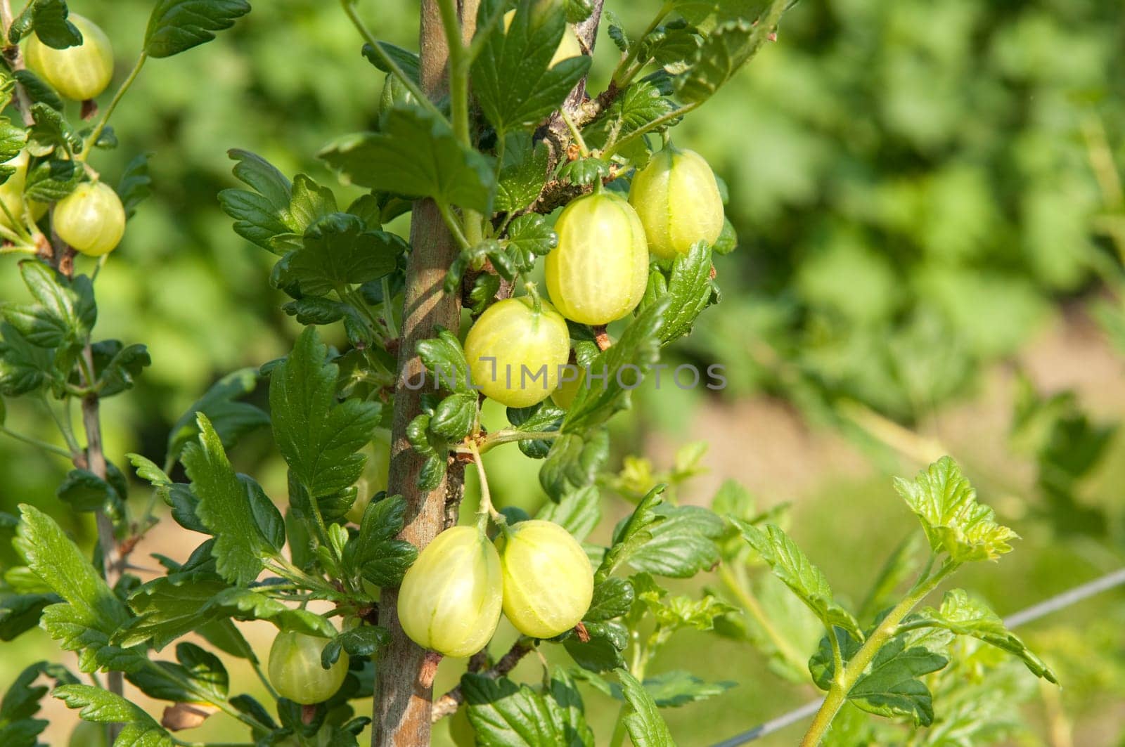 Gooseberry  Ribes  uva-crispa  Shrub