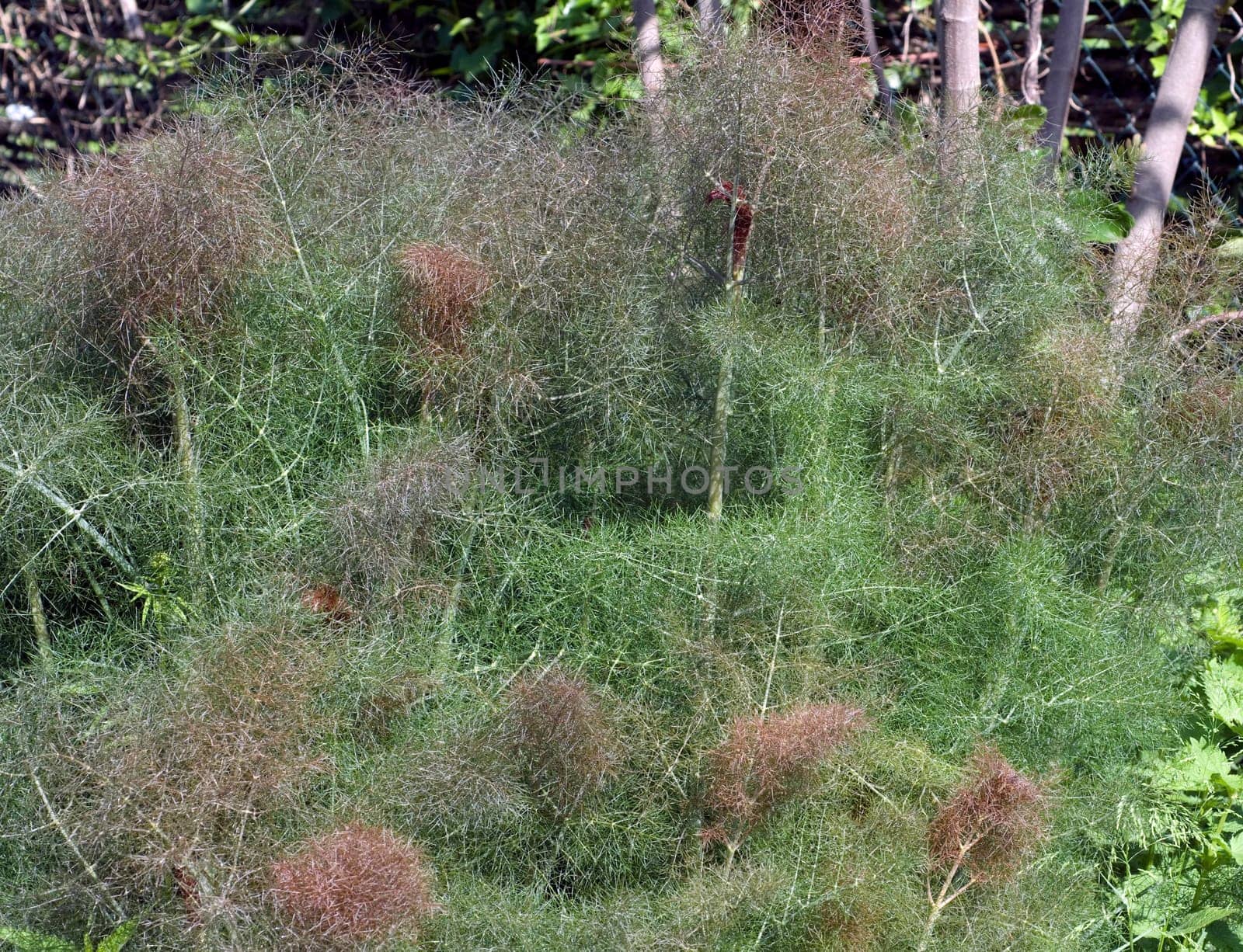 bronze-fenchel, foeniculum, vulgare, purpureum