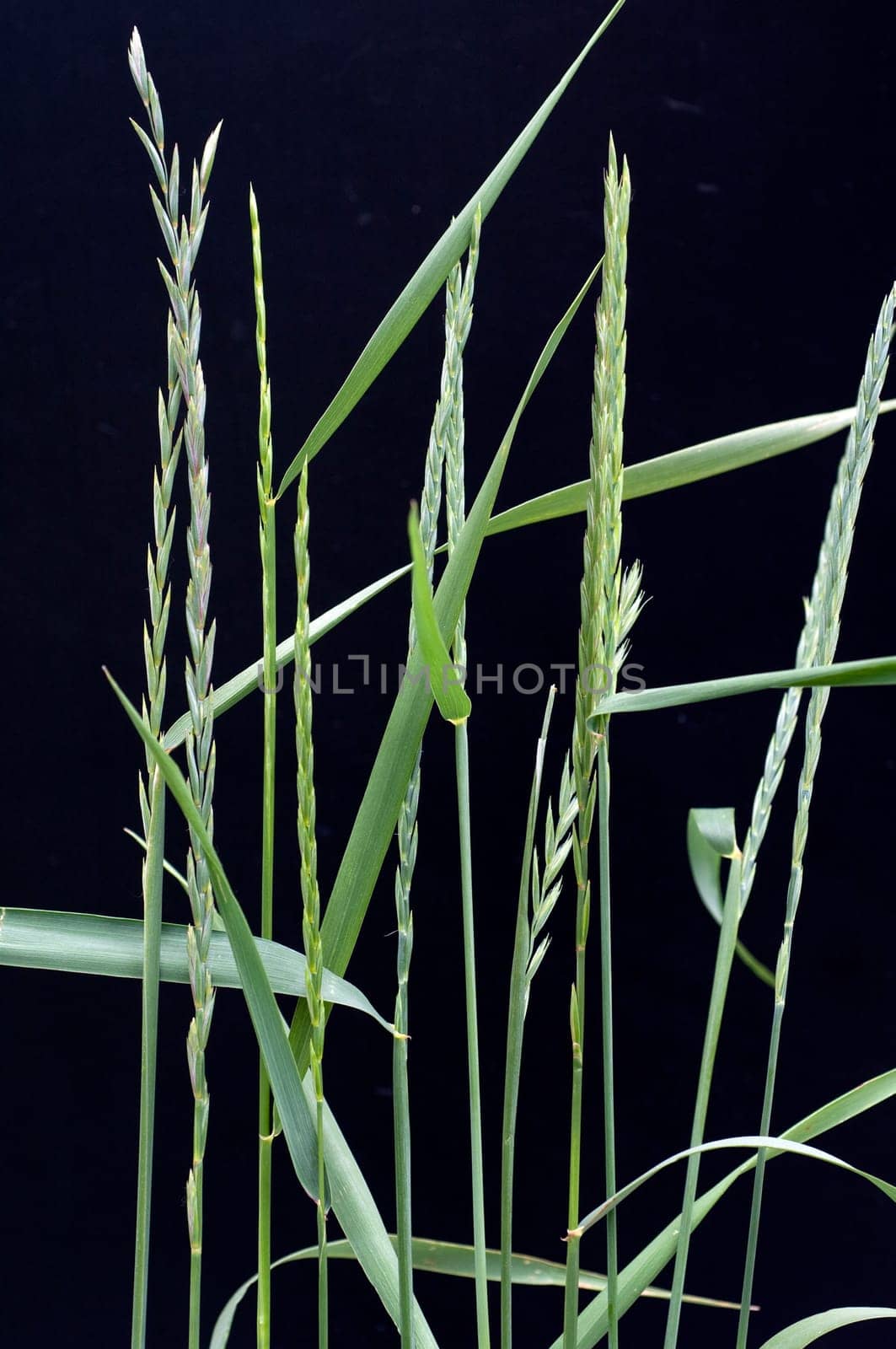 Quecke, Agropyron, repens