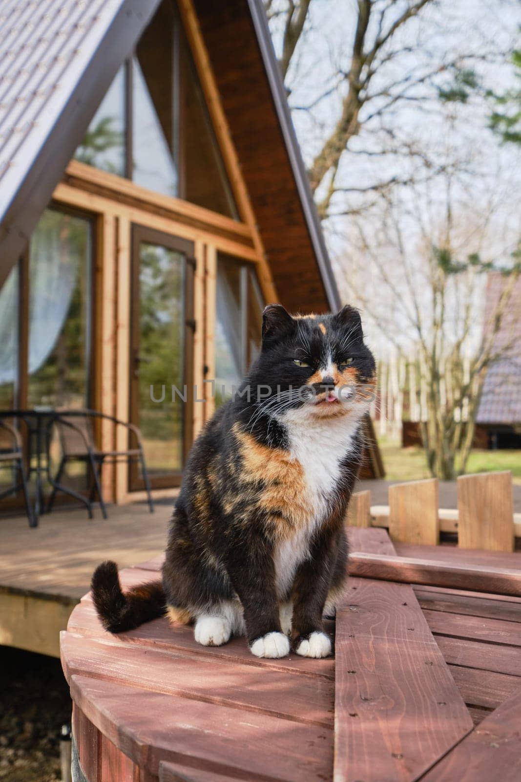 Cat sits on a barrel with A-frame log cabin on background