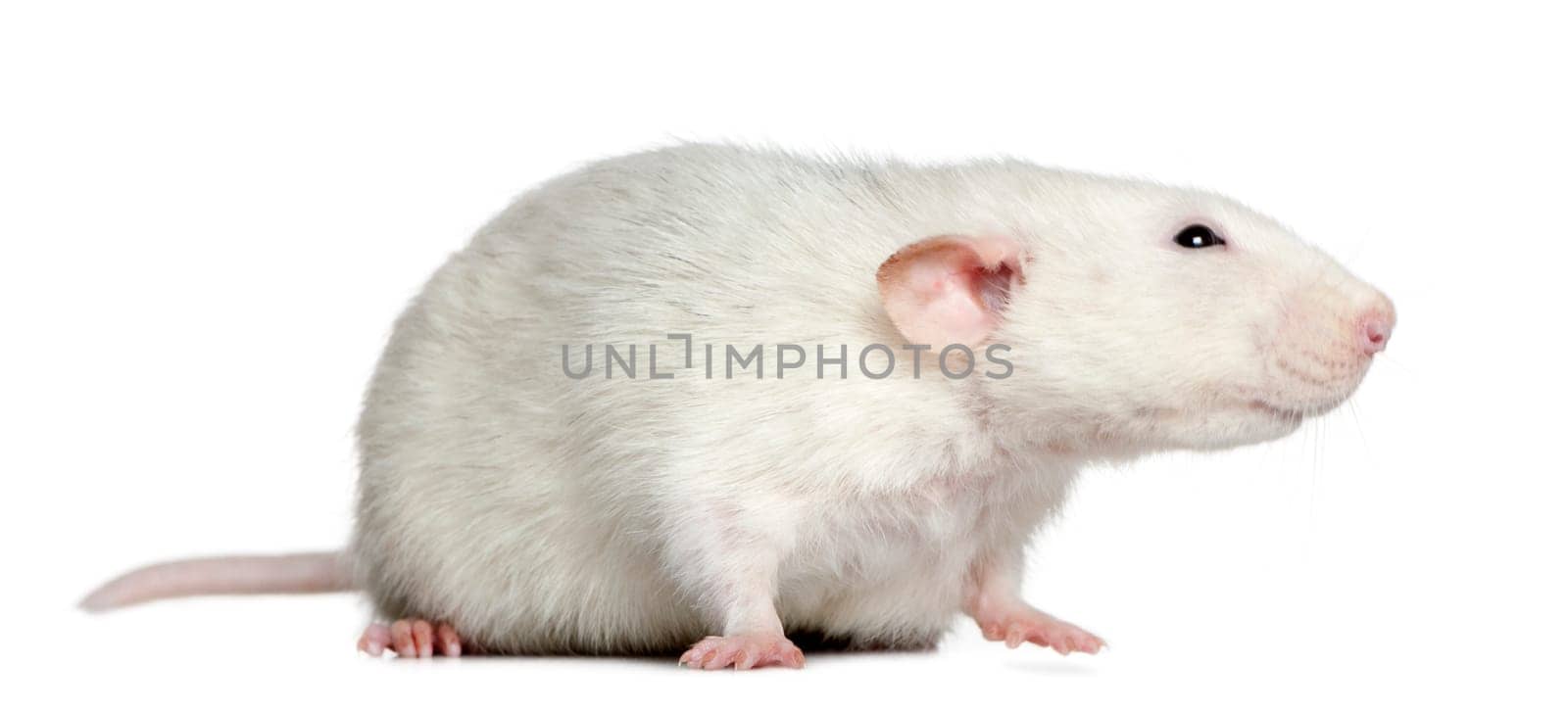 Side view of rat, 1 year old, in front of white background