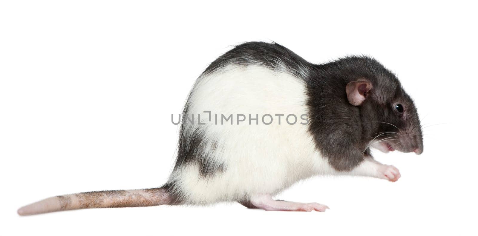 Side view of rat, 1 year old, in front of white background