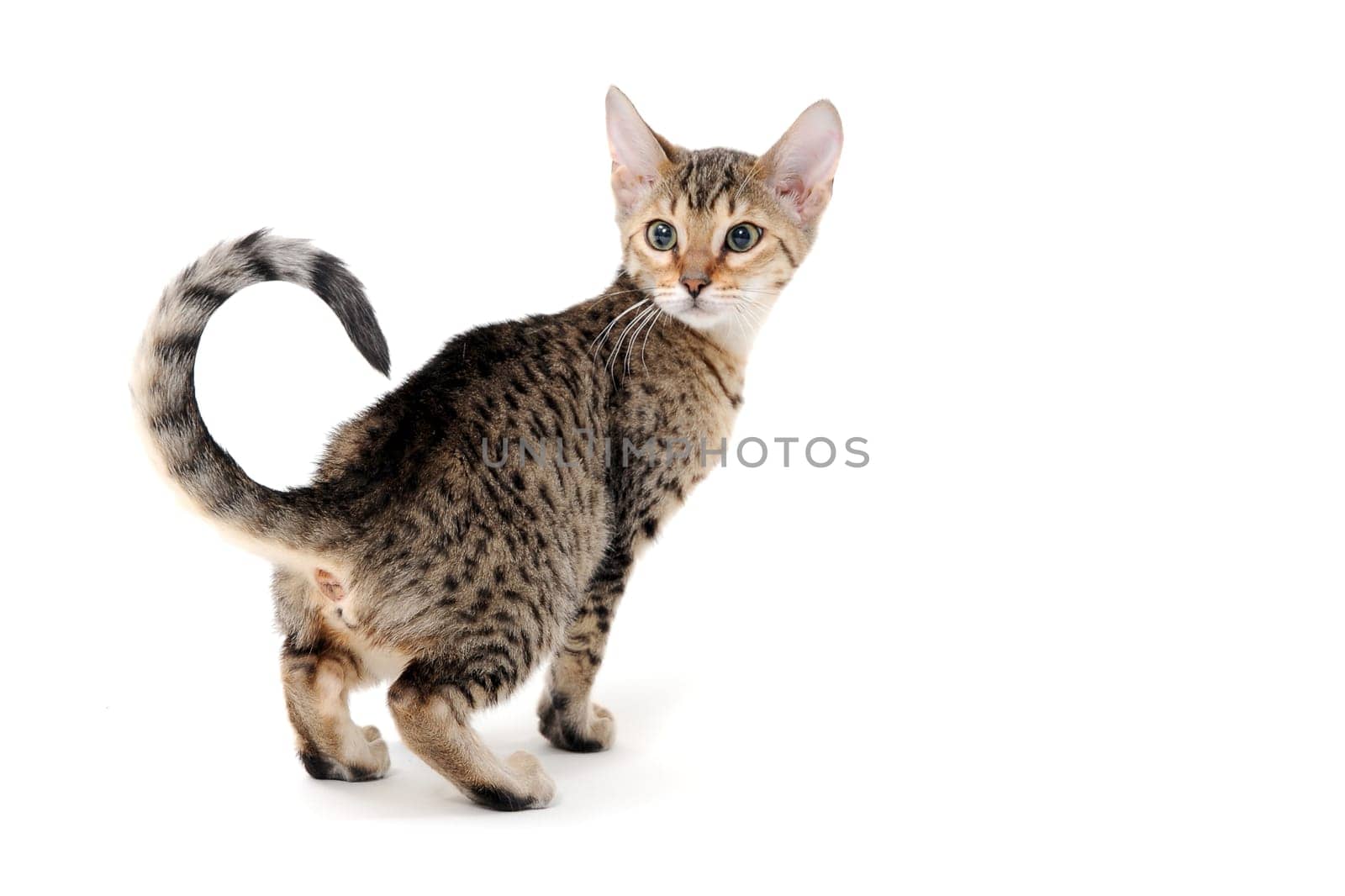 Purebred smooth-haired cat on a white isolated background. High quality photo