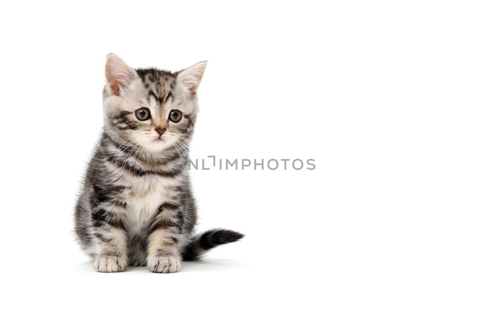Fluffy purebred gray kitten on a white isolated background. High quality photo
