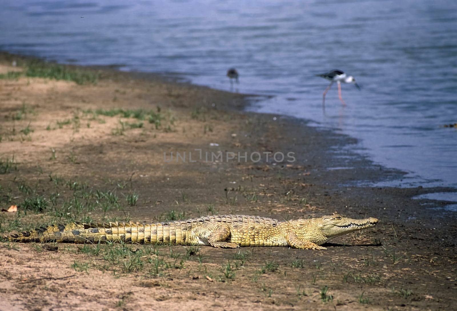 Nile Crocodile (Crocodylus niloticus), Selous Game Reserve, Morogoro, Tanzania, Africa