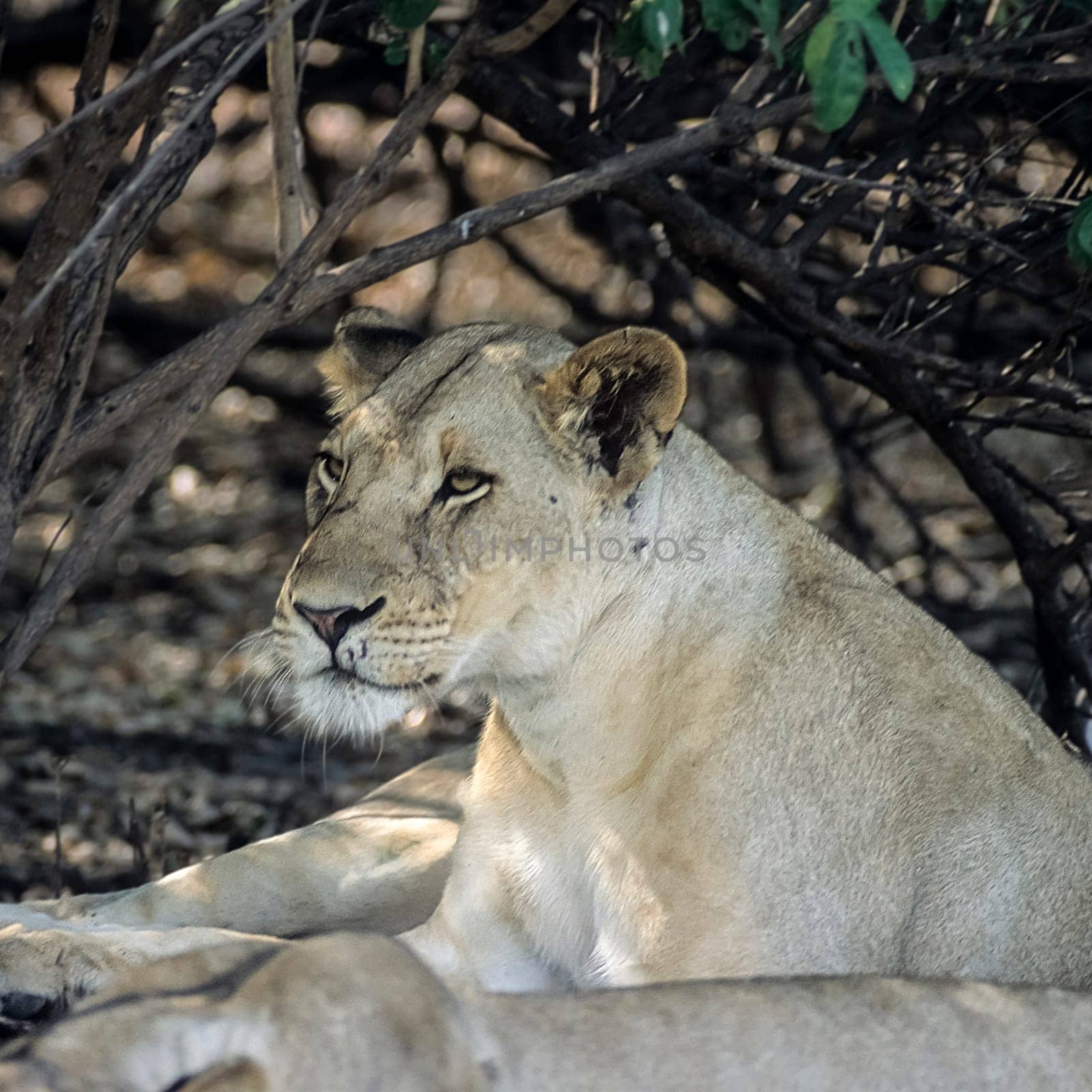 Lion (Panthera leo), Selous Game Reserve, Morogoro, Tanzania, Africa
