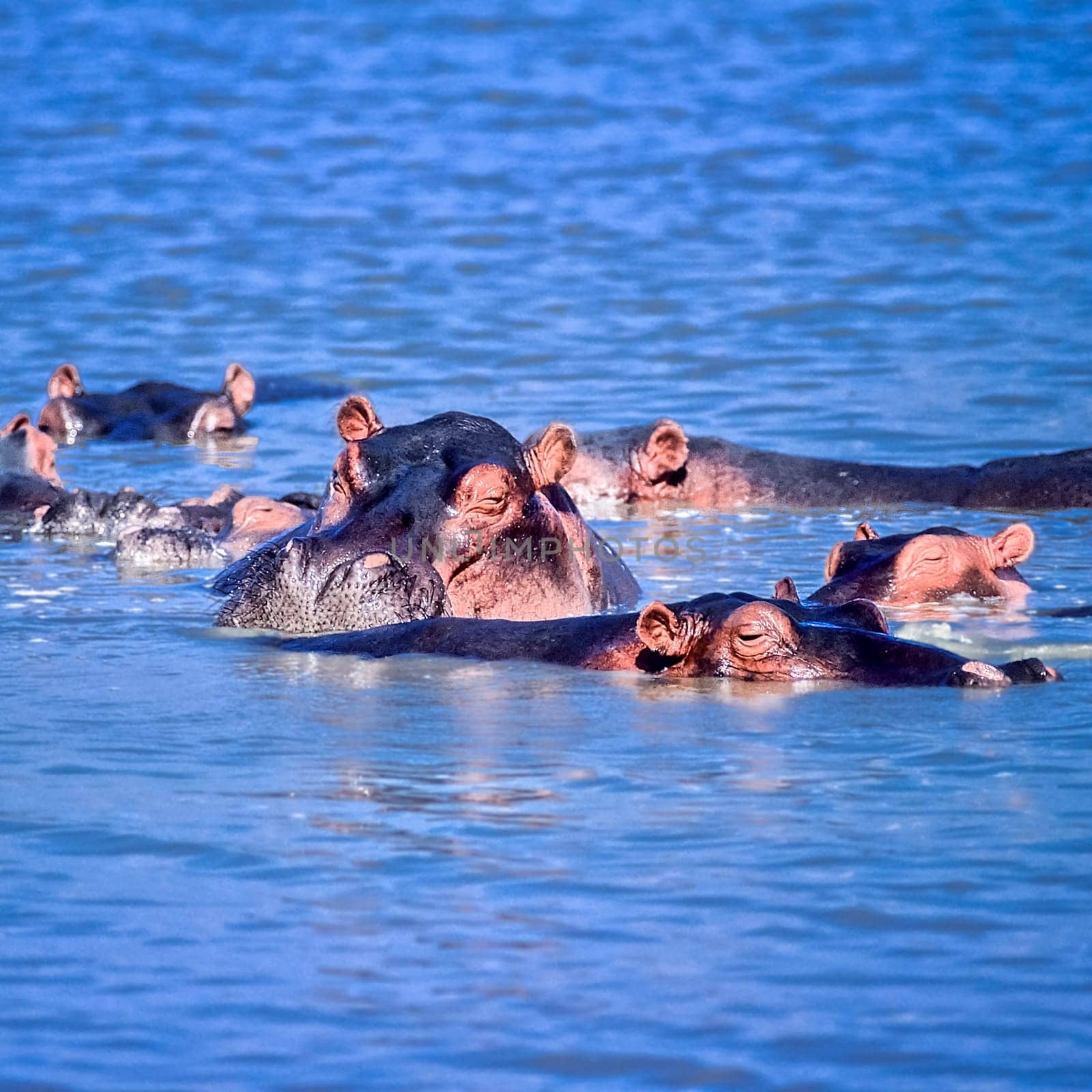 Hippopotamus (Hippopotamus amphibius), Selous Game Reserve, Morogoro, Tanzania, Africa