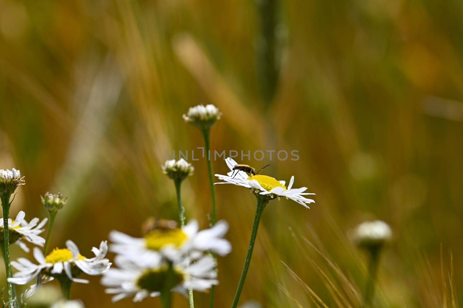 A red-necked beetle (Stictoleptura rubra) with lots of pollen on the body, on a white yellow flower in nature