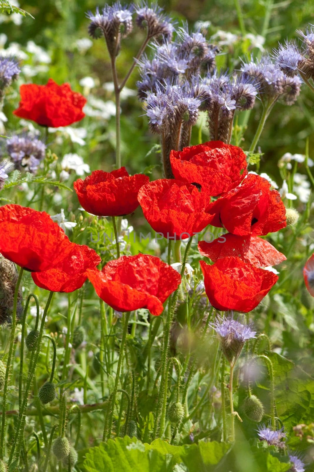 Blumenwiese, Klatschmohn, Wiesenblumen