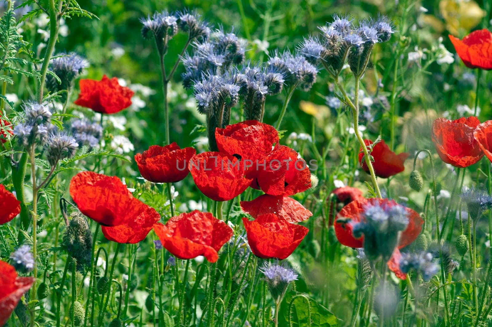 Blumenwiese, Klatschmohn, Wiesenblumen