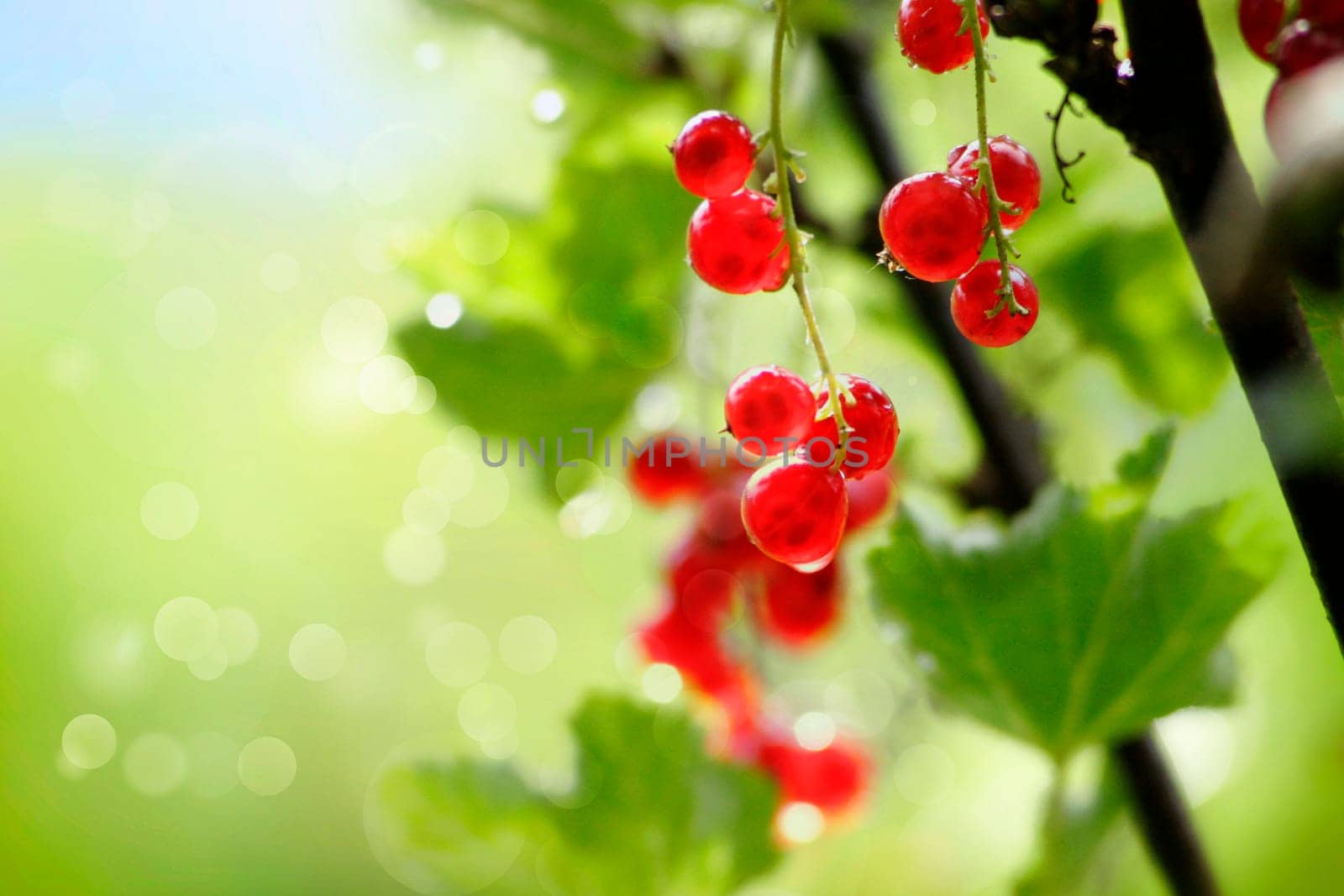 red currants in the garden in front of bokeh background