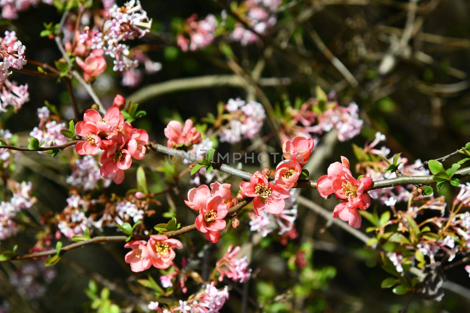 pink flowering Chinese ornamental quince