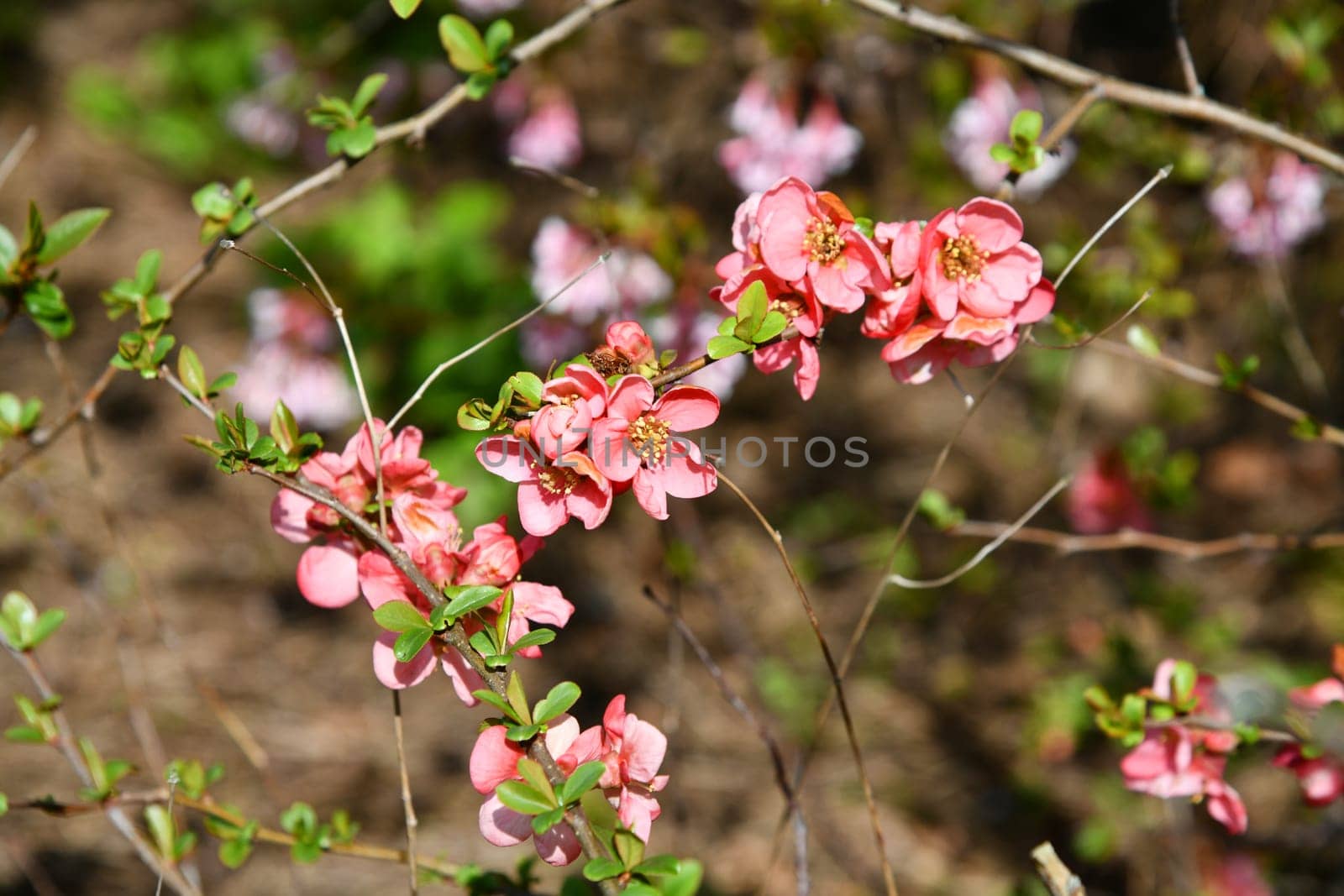 pink flowering Chinese ornamental quince