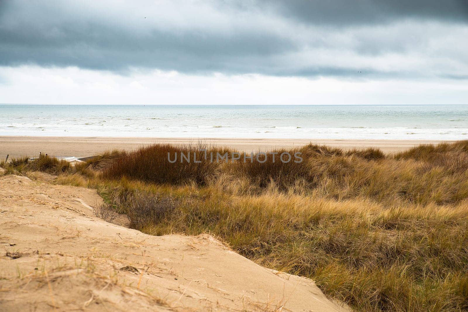 Beach landscape with reed and sand at the North Sea in the Netherlands, Wijk aan Zee near Amsterdam