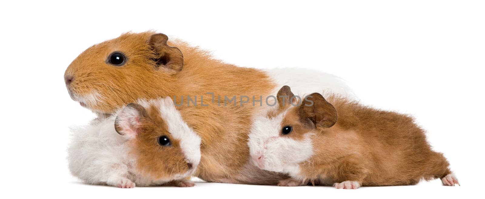 Guinea pig family in front of white background
