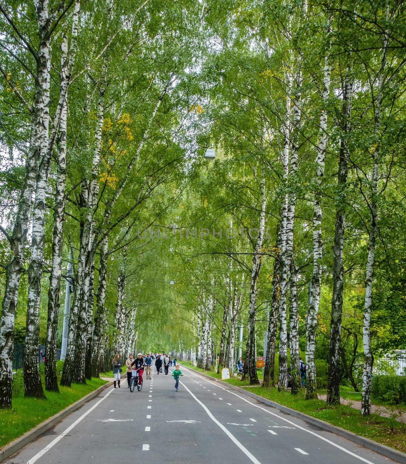 Moscow, Russia, September 10, 2016: Recreational birch-lined alley in a park in Moscow, Russia